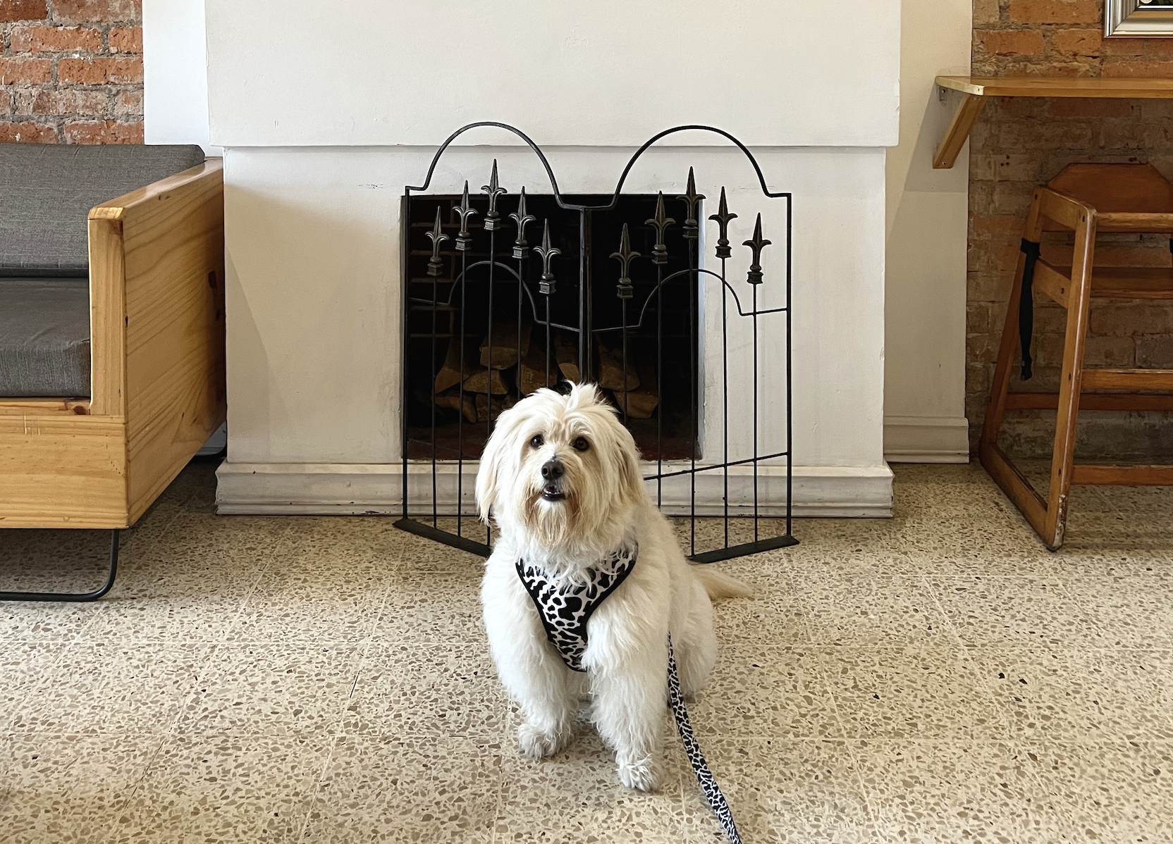 dog in restaurant